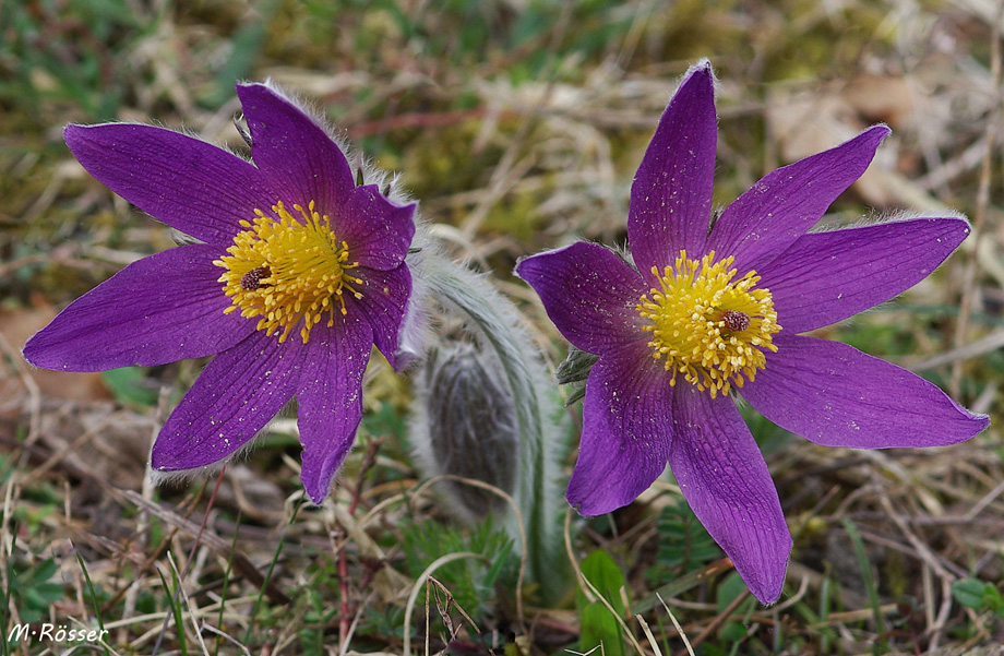 Küchenschellen (Pulsatilla vulgaris)