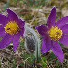 Küchenschellen (Pulsatilla vulgaris)