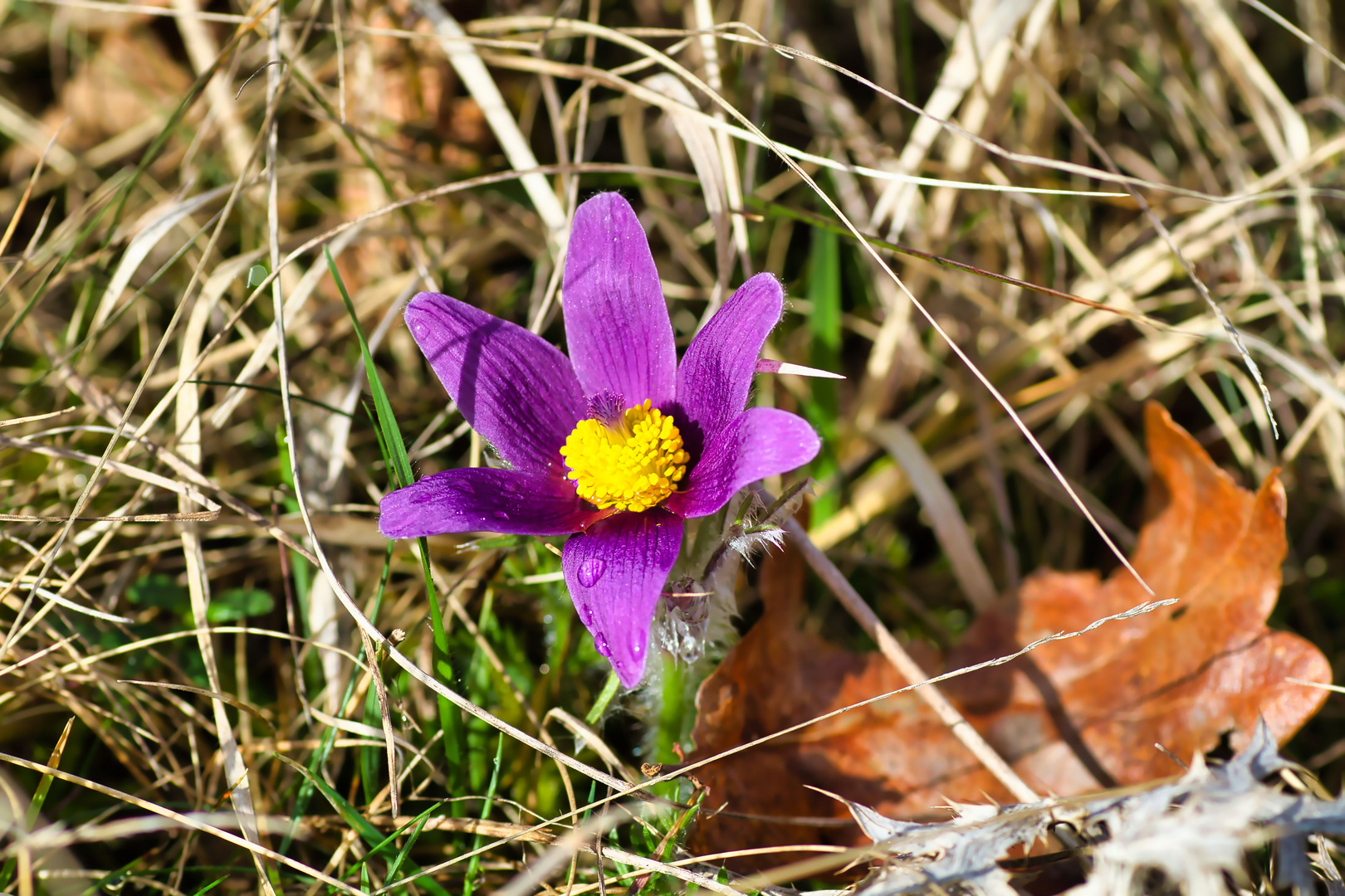 Küchenschellenblüte