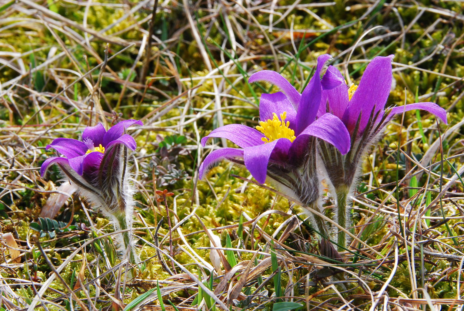 Küchenschellenblüte