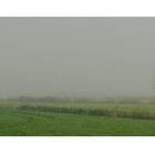 Küh im Nebel