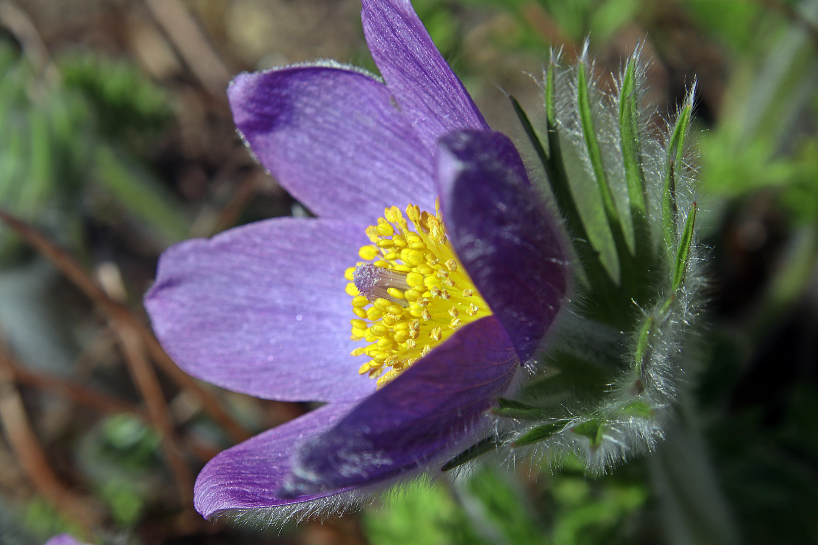 Kühchenschellen (Pulsatilla)