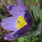 Kühchenschellen (Pulsatilla)