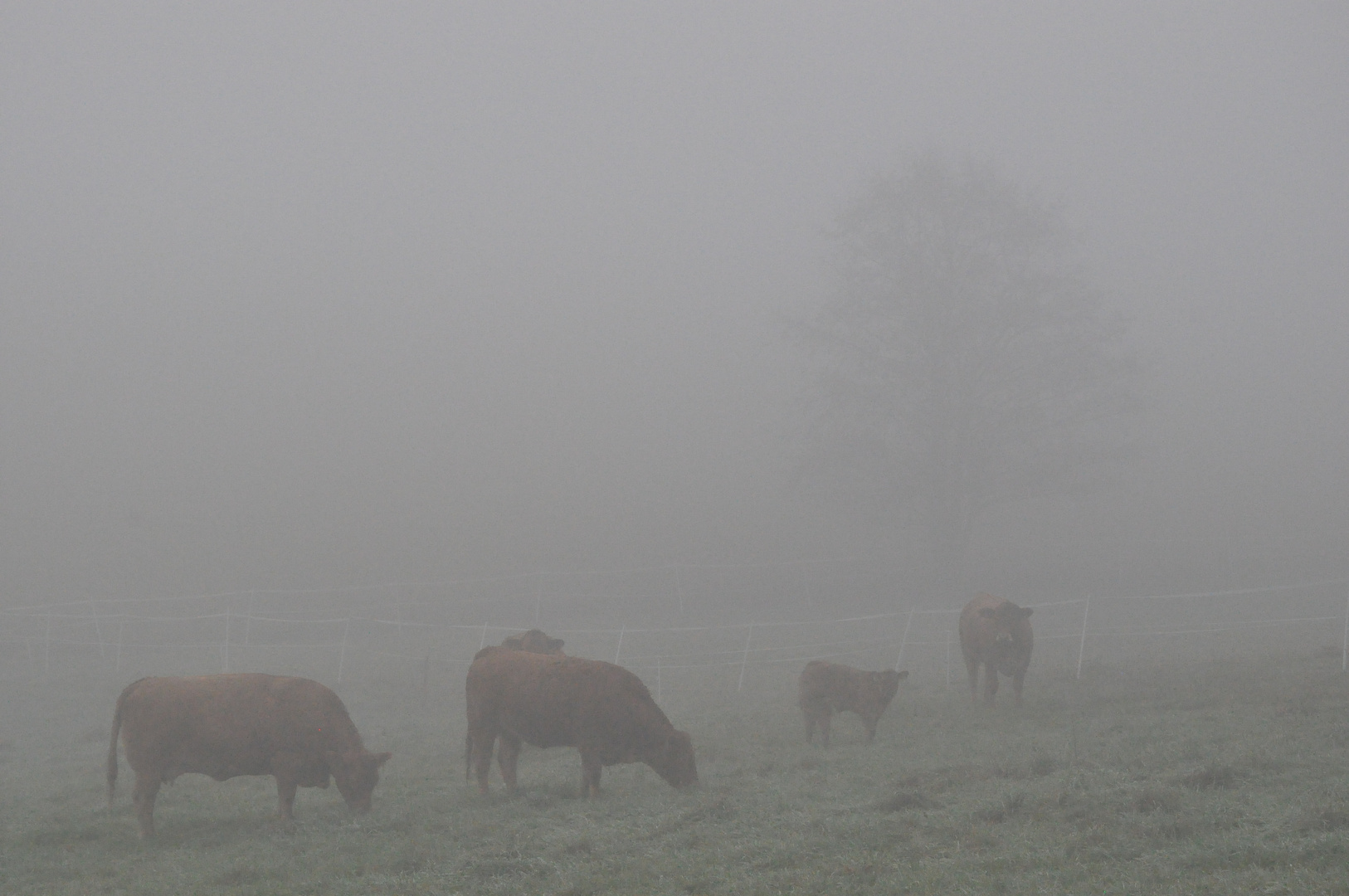 Kühe 06: Nebel