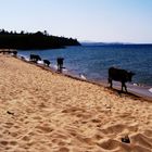 Kühe am Baikalsee