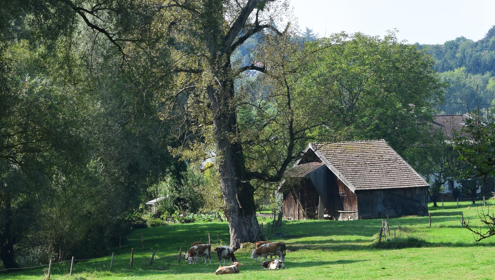 Kühe am Chiemsee