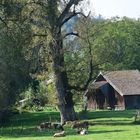 Kühe am Chiemsee