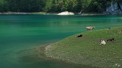 Kühe am grünen See