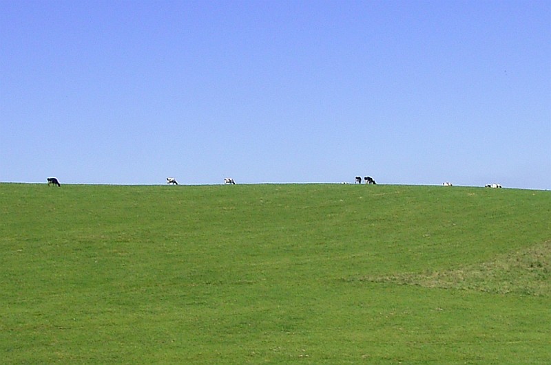 Kühe am Horizont