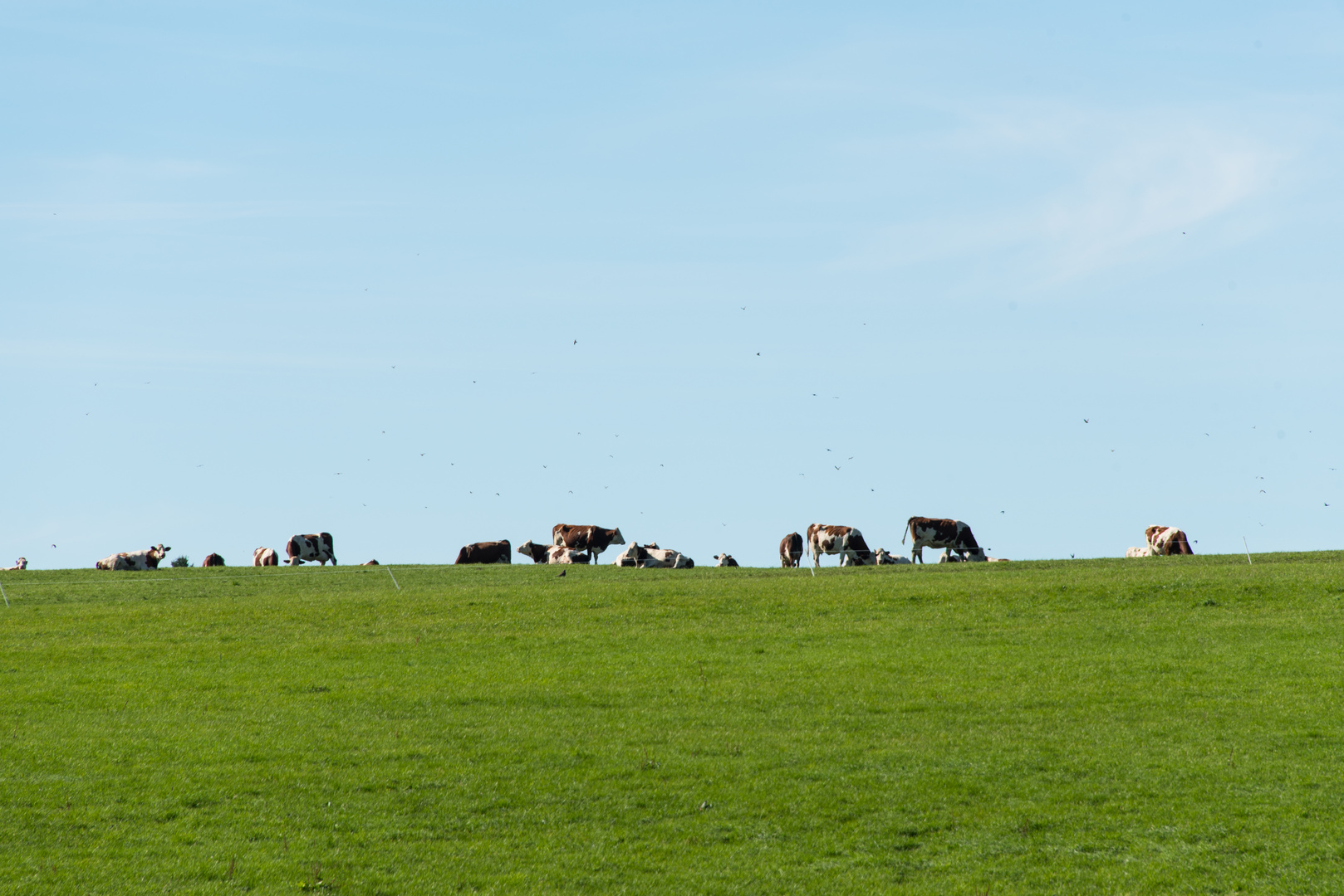 Kühe am Horizont