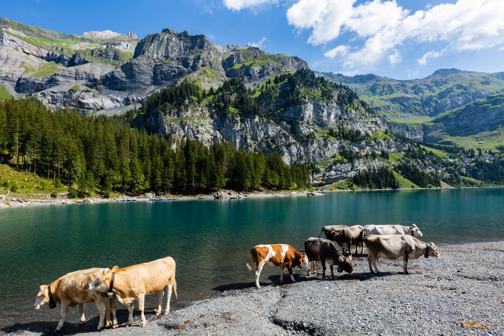 Kühe am Oeschinensee