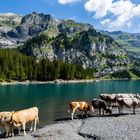 Kühe am Oeschinensee