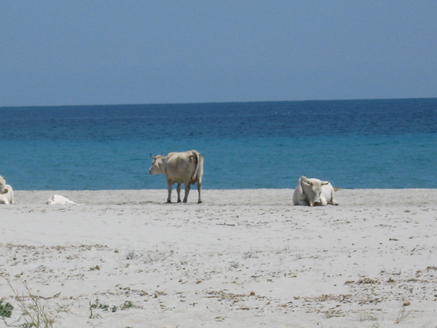 Kühe am Strand