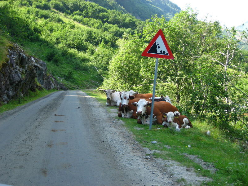 Kühe am Straßenrand