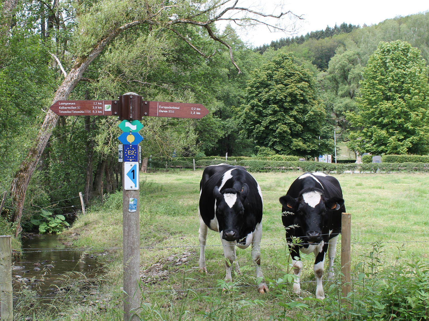 Kühe am Wanderweg 