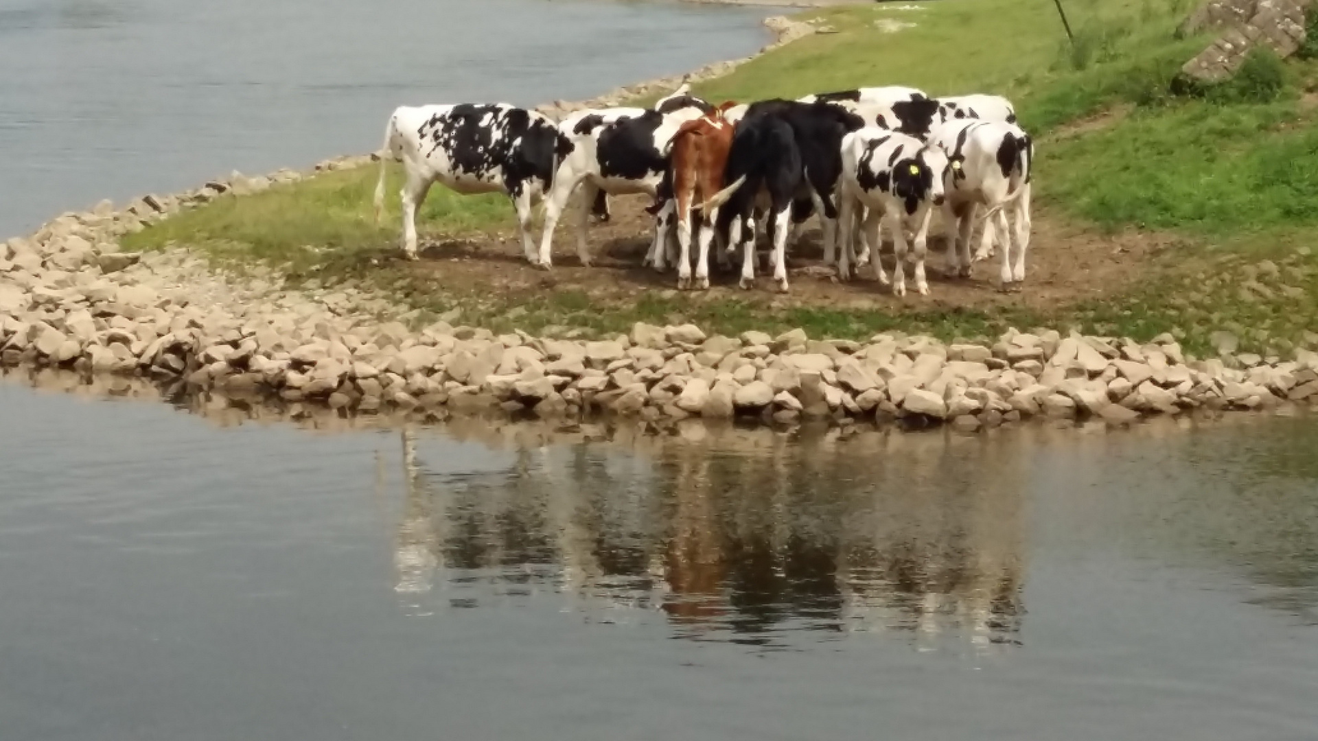 Kühe am Weserstrand