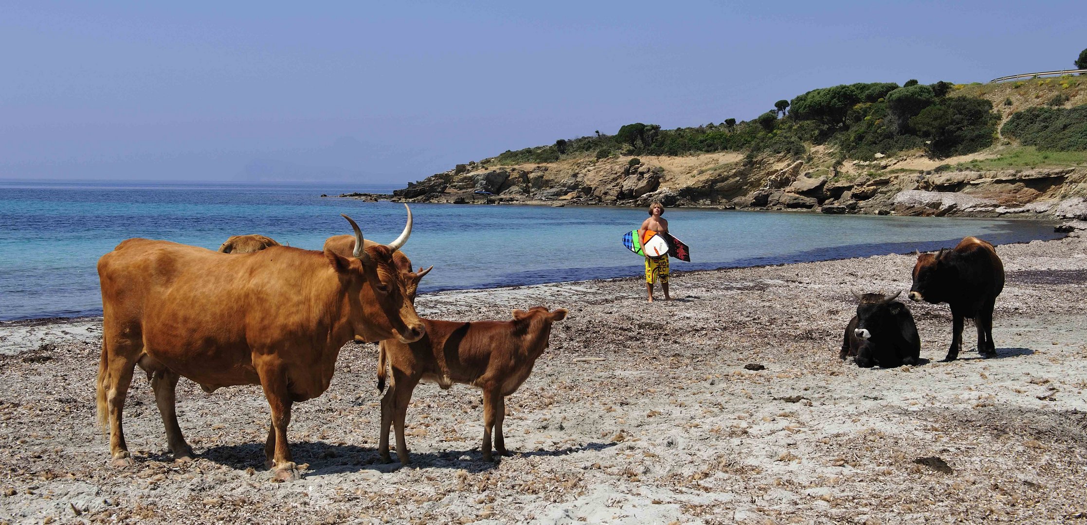Kühe an der Costa del Sud bei Tuerredda