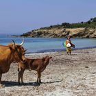 Kühe an der Costa del Sud bei Tuerredda