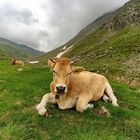 Kühe an der Ötztaler Gletscherstraße/Süd-Tirol