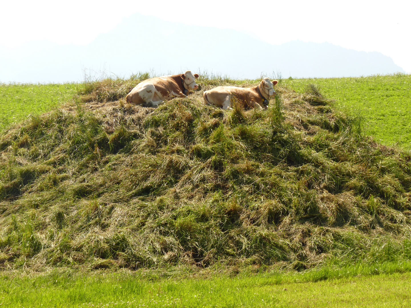 Kühe auf dem Berg