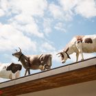 Kühe auf dem Dach 1