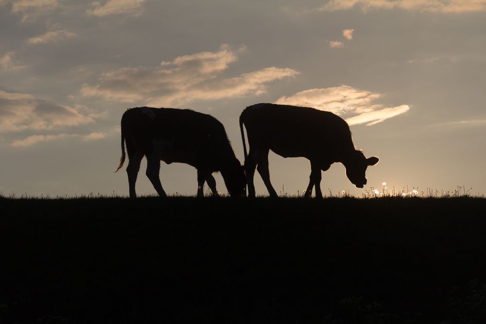 Kühe auf dem Heimweg