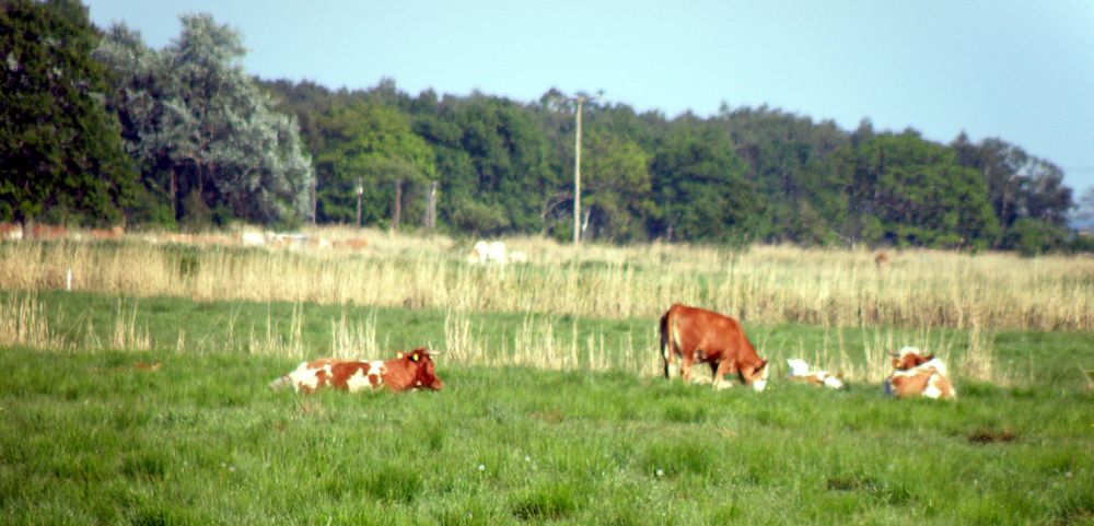 Kühe auf dem Zingst