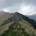 Kühe auf den Bergen im Nebel