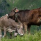 Kühe auf der Alm