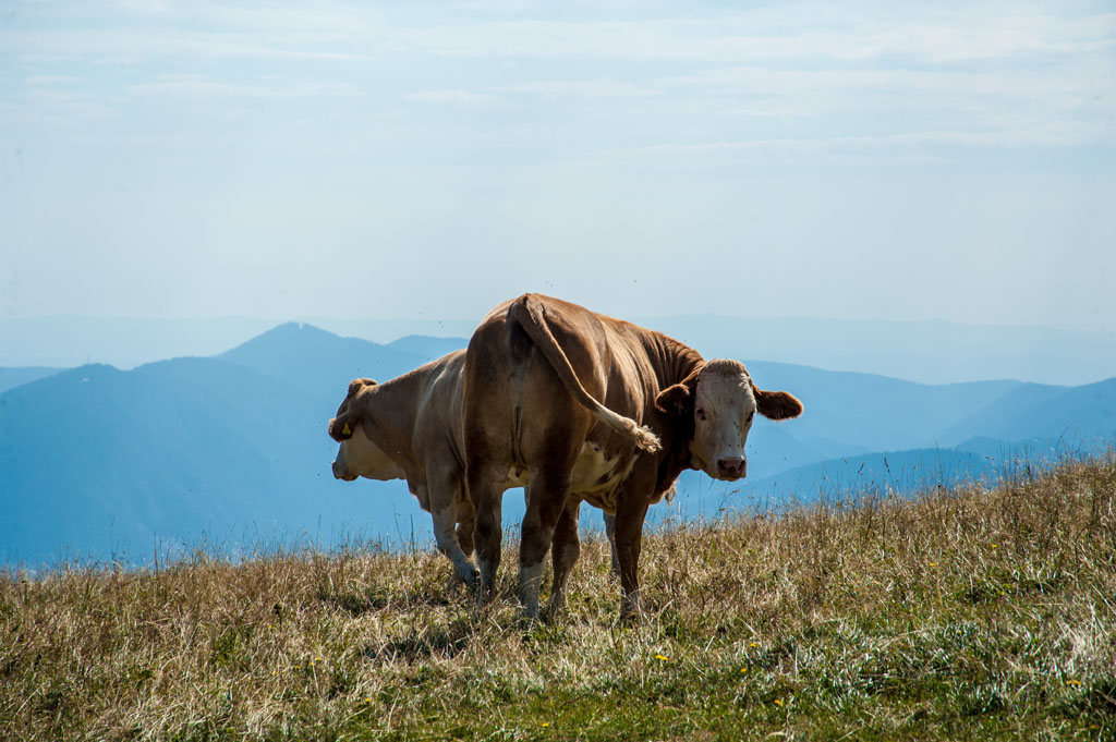 Kühe auf der Alm