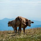 Kühe auf der Alm