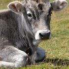 Kühe auf der Alm