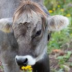 Kühe auf der Alm