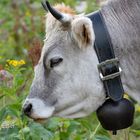 Kühe auf der Alm