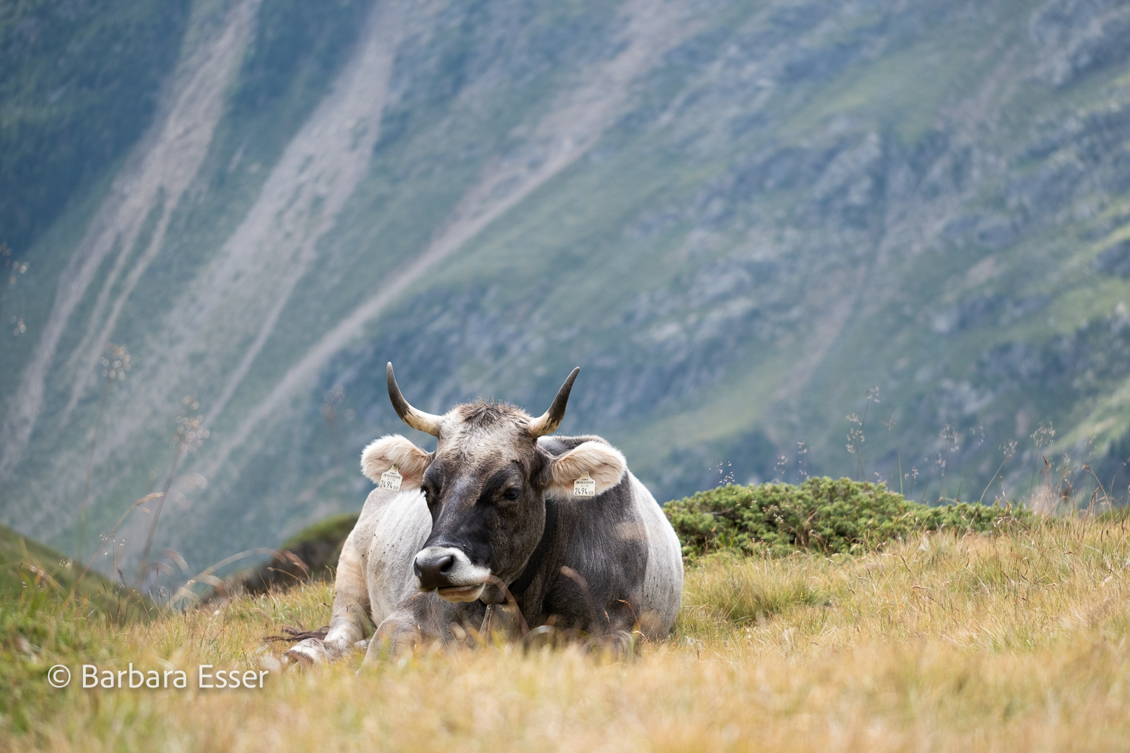 Kühe auf der Alm