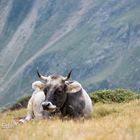 Kühe auf der Alm