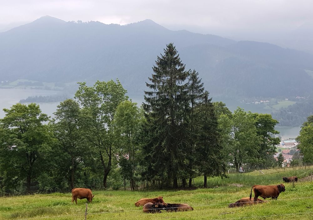 Kühe auf der Alm