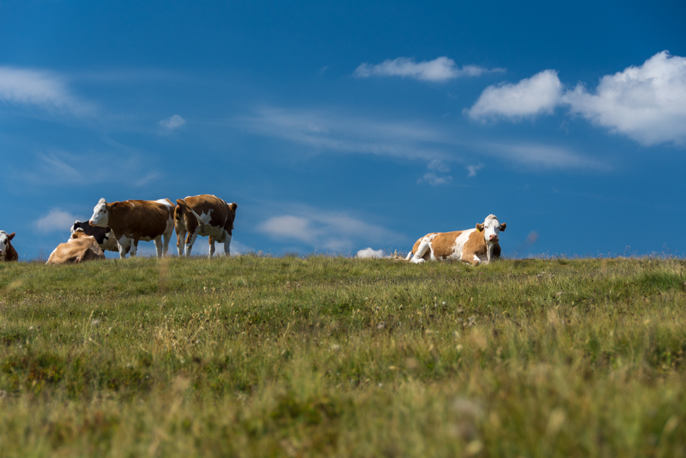 Kühe auf der Alm