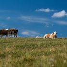 Kühe auf der Alm