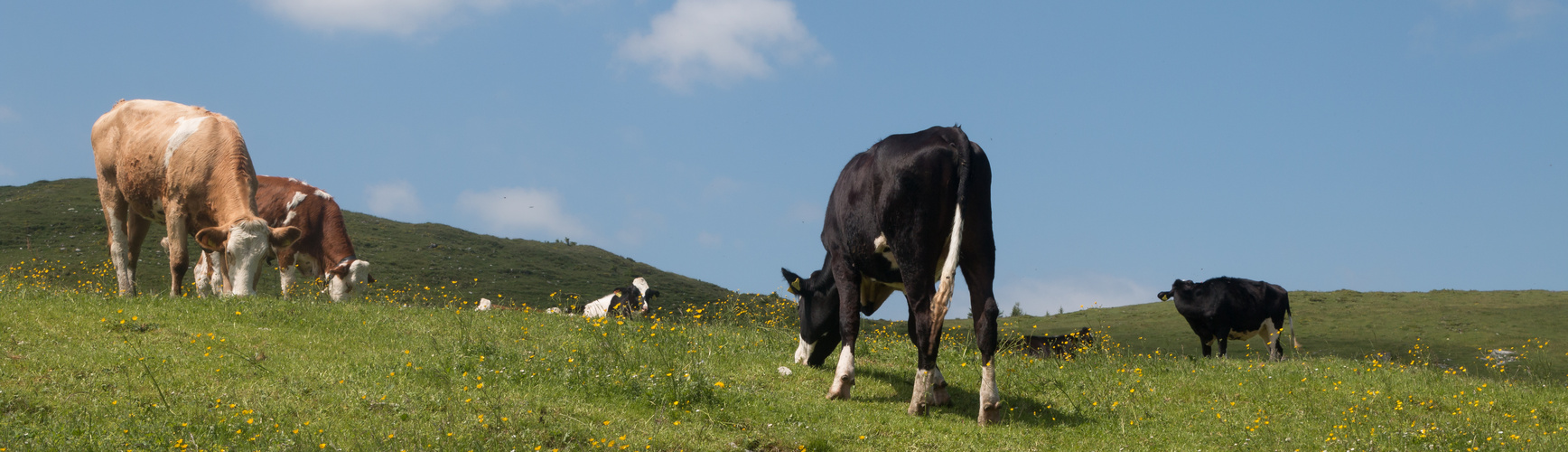 Kühe auf der Alm