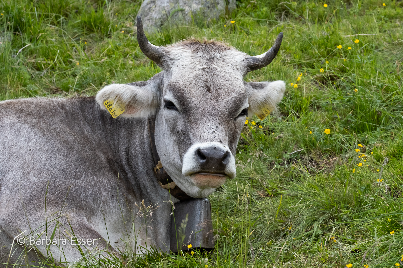 Kühe auf der Alm