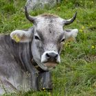 Kühe auf der Alm