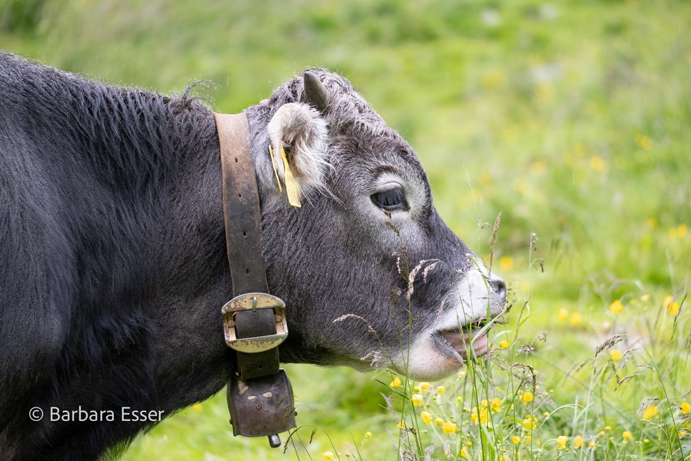 Kühe auf der Alm