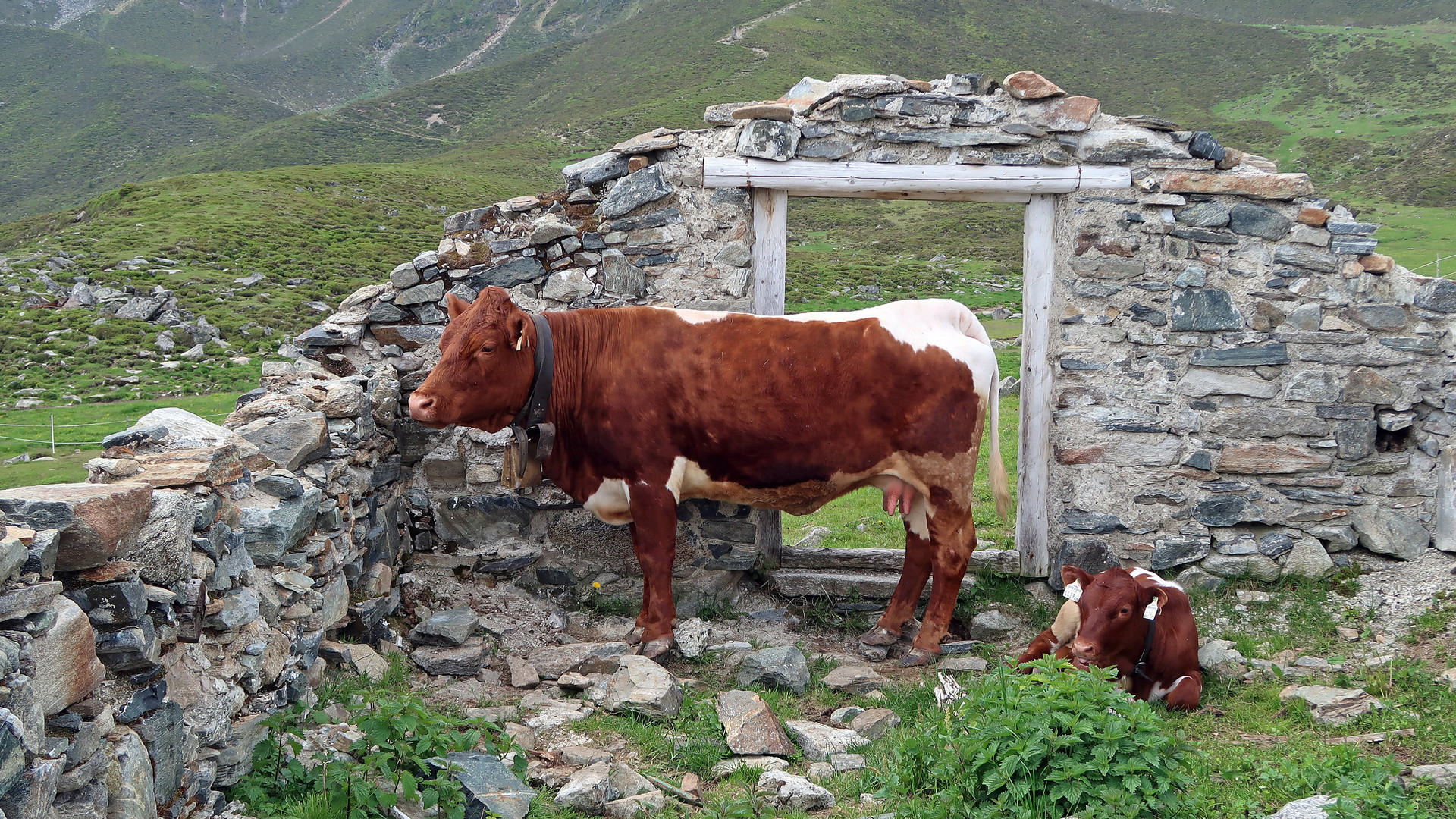 Kühe auf der Alm