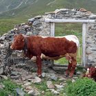 Kühe auf der Alm