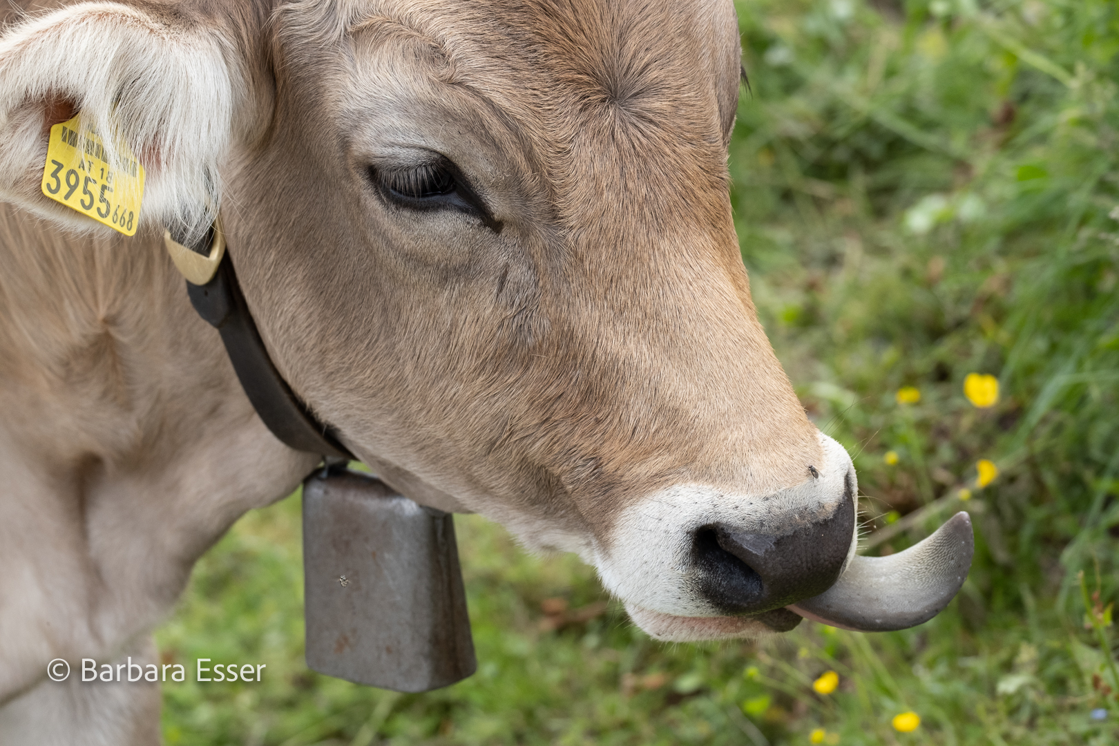 Kühe auf der Alm - Mmmmmh