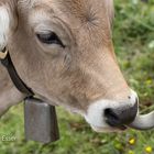 Kühe auf der Alm - Mmmmmh