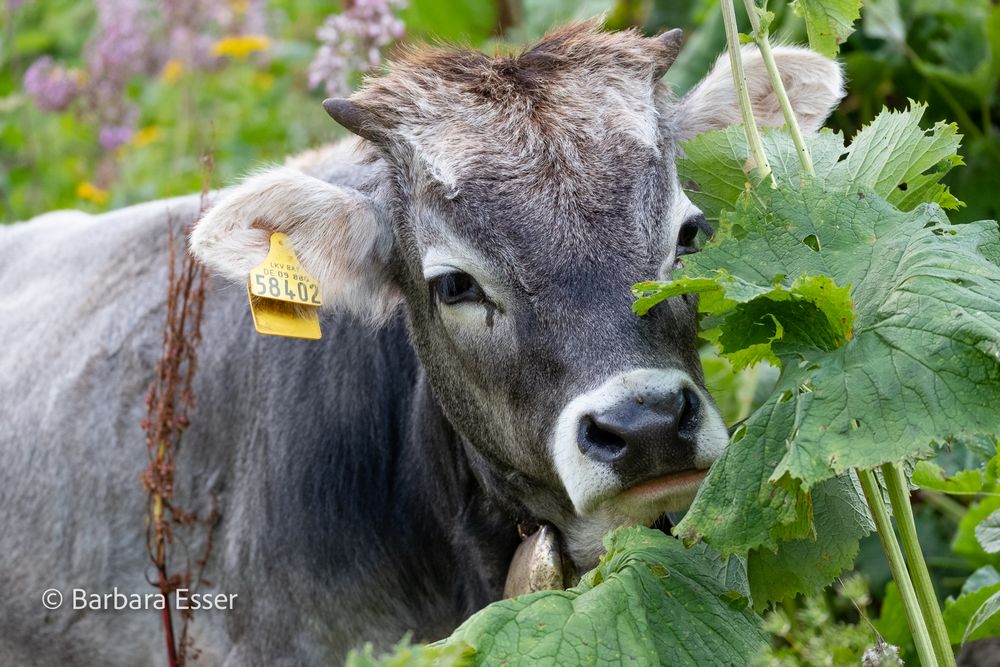 Kühe auf der Alm - Porträt-Shooting