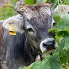 Kühe auf der Alm - Porträt-Shooting