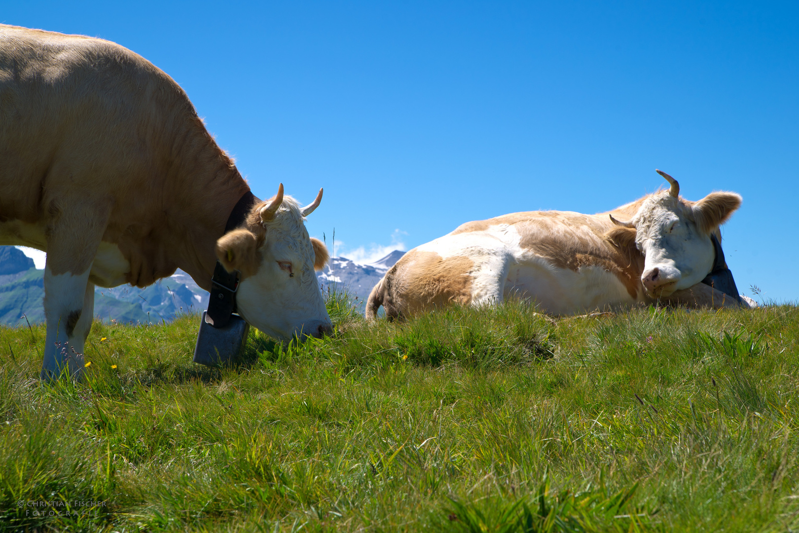 Kühe auf der Alp